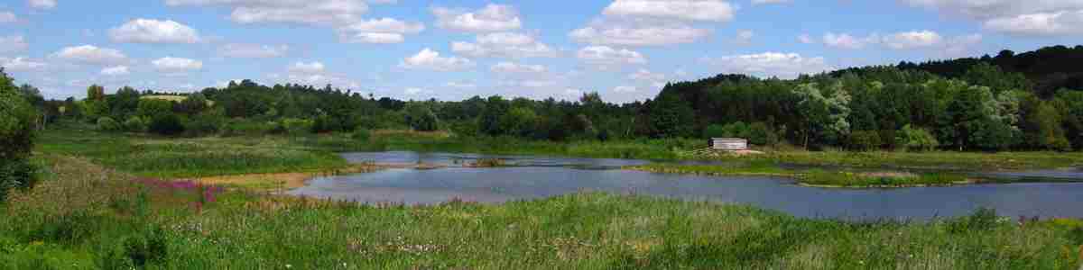Amwell Nature Reserve (Herts and Middlesex Wildlife Trust).jpg (1)