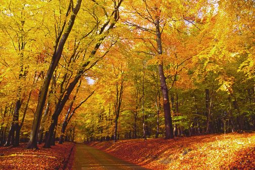 Ashridge Autumn.jpg