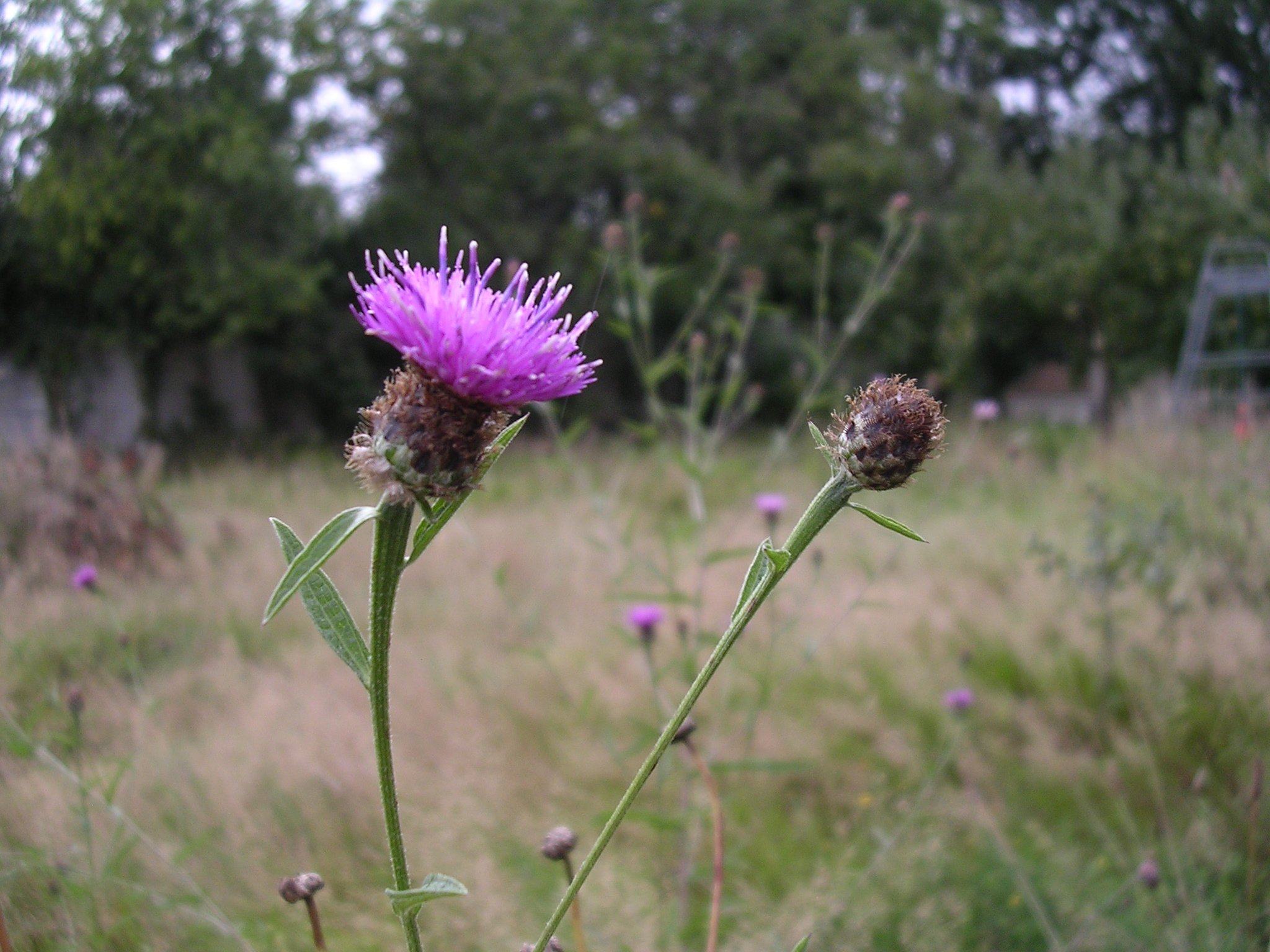 Hay Meadow - Parkfields.jpg