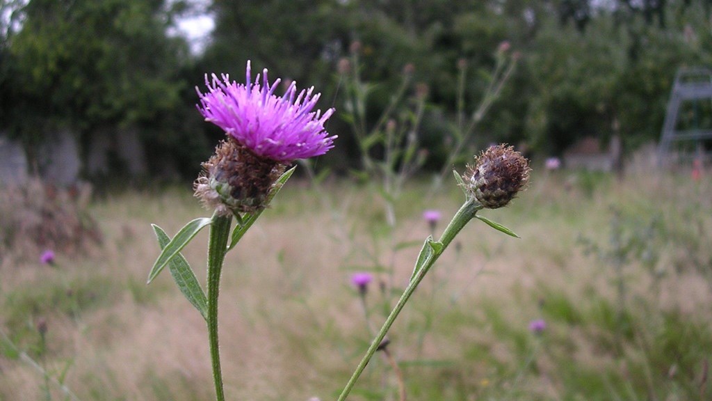 Hay Meadow - Parkfields.jpg