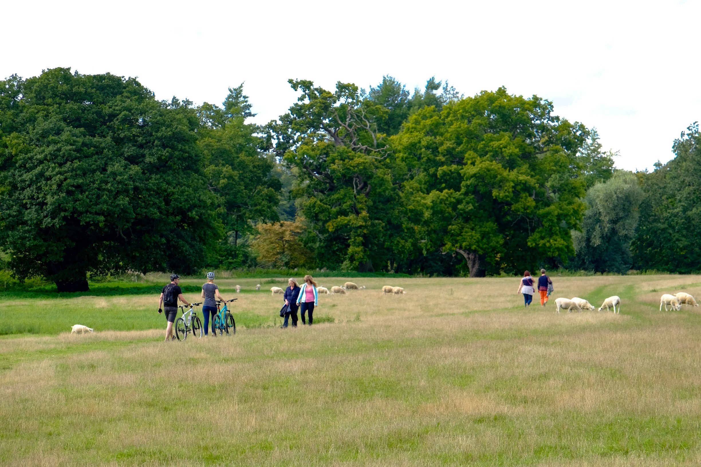 Panshanger Park2.jpg