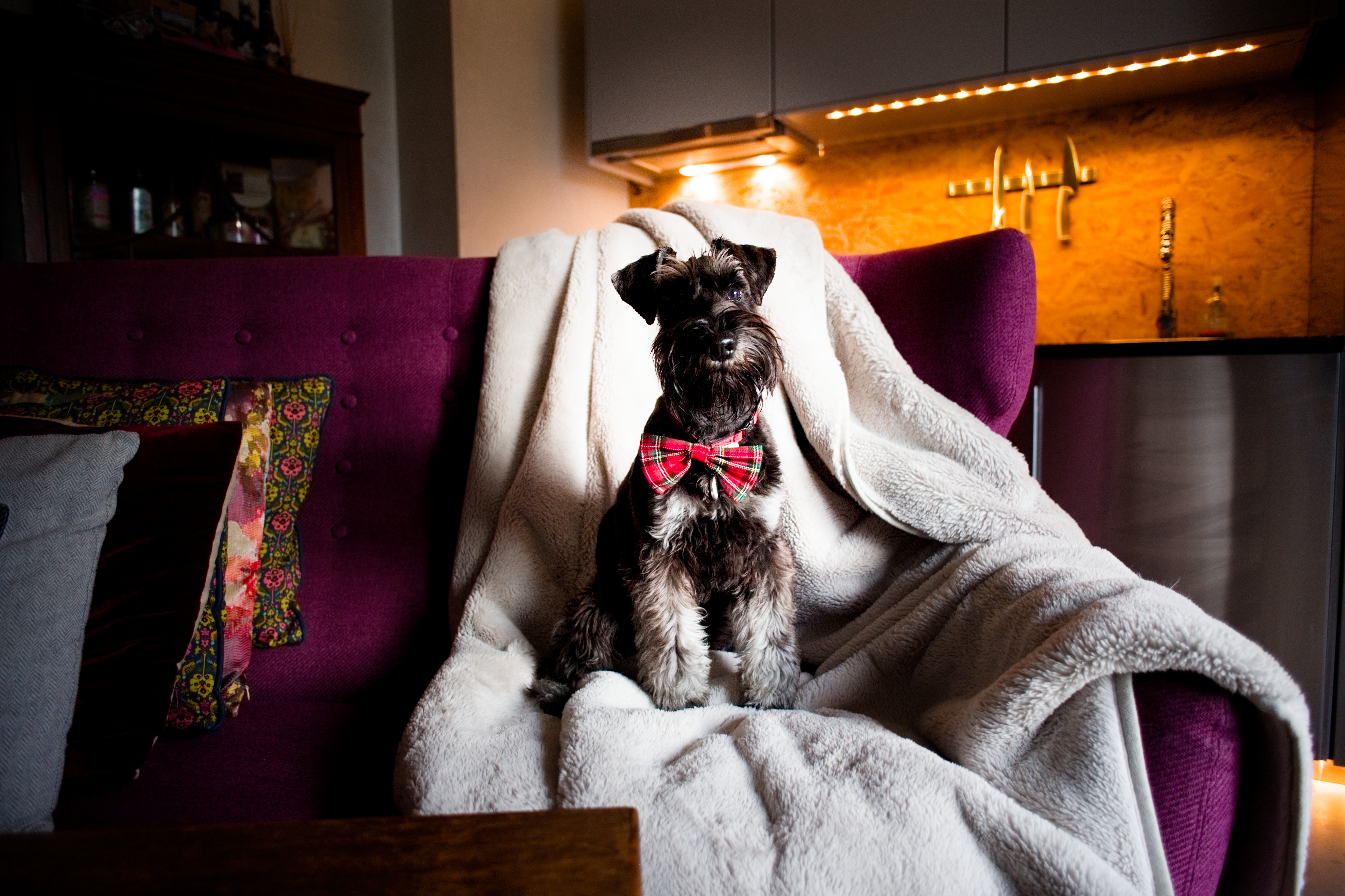 Bethnal&Bec Luxury Stays Bethnal Living Area Dog