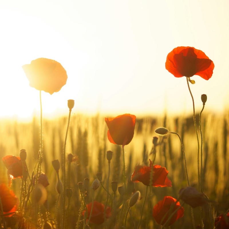 Stevenage Armed Forces Day