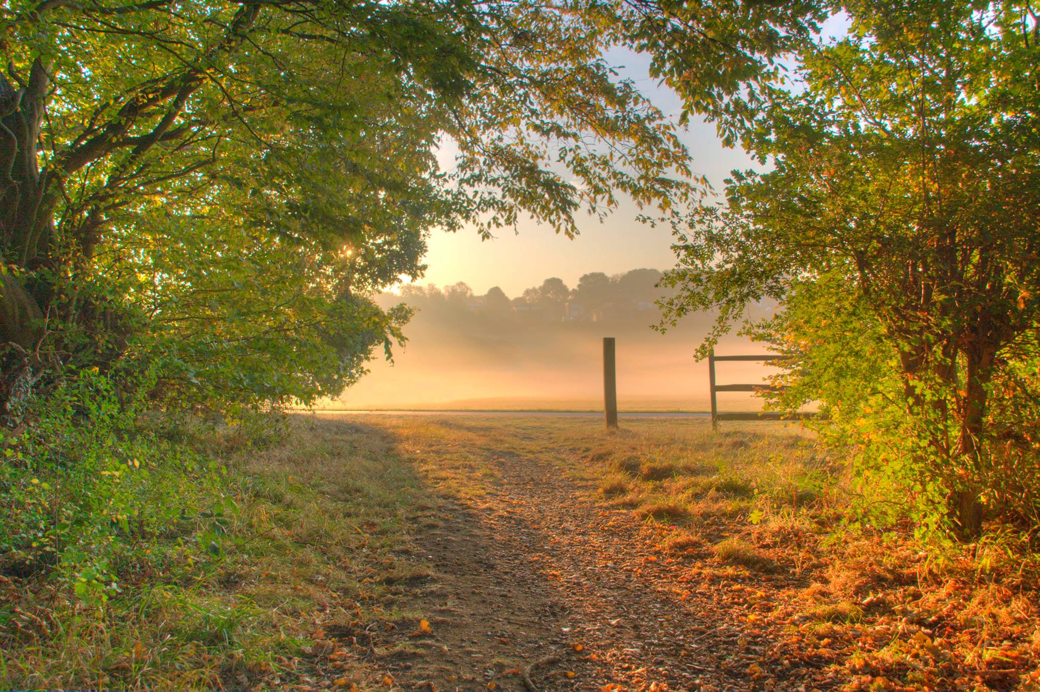 Stevenage Misty Morning Monks Wood Looking Across Fairlands Valley
