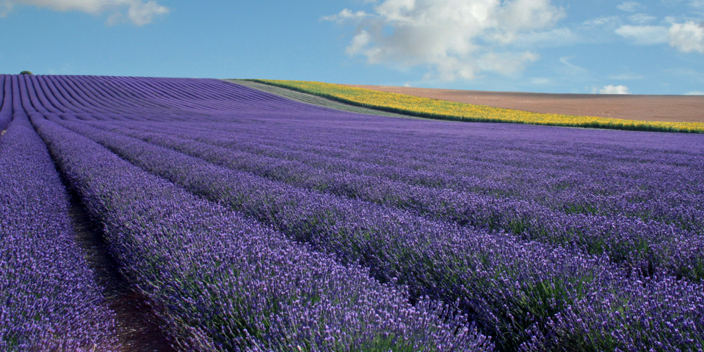 Hitchin Lavender Twitter Landscape