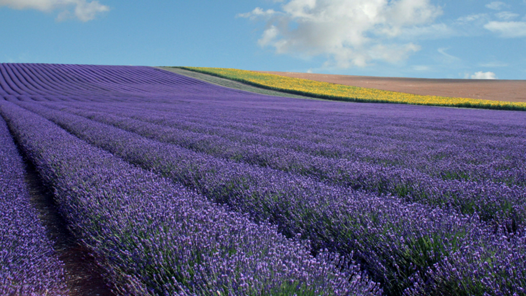 Hitchin Lavender Twitter Landscape