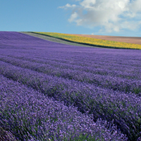 Hitchin Lavender Twitter Landscape