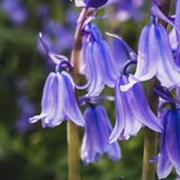 Bluebell