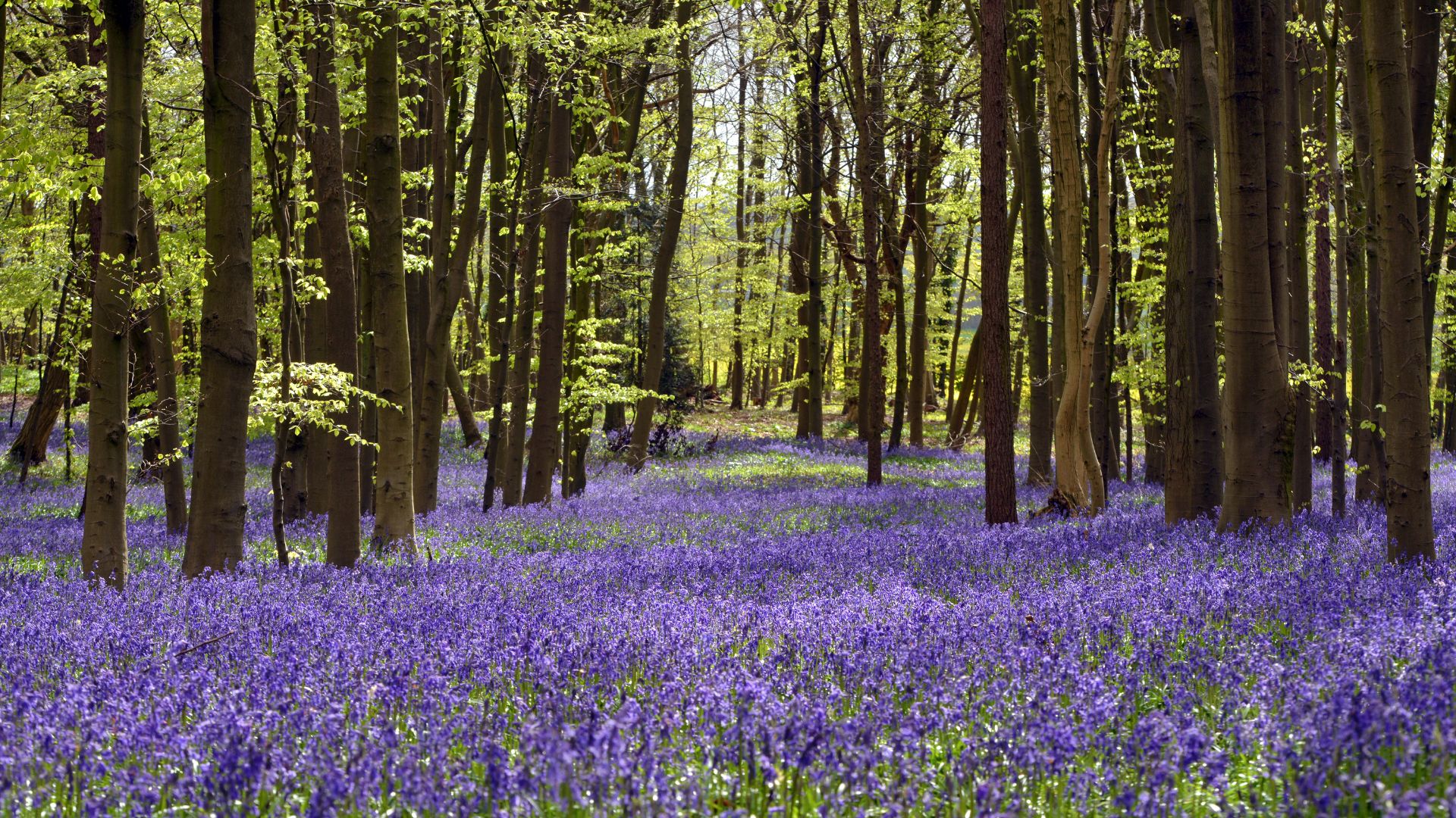 Bluebell (1) (1)