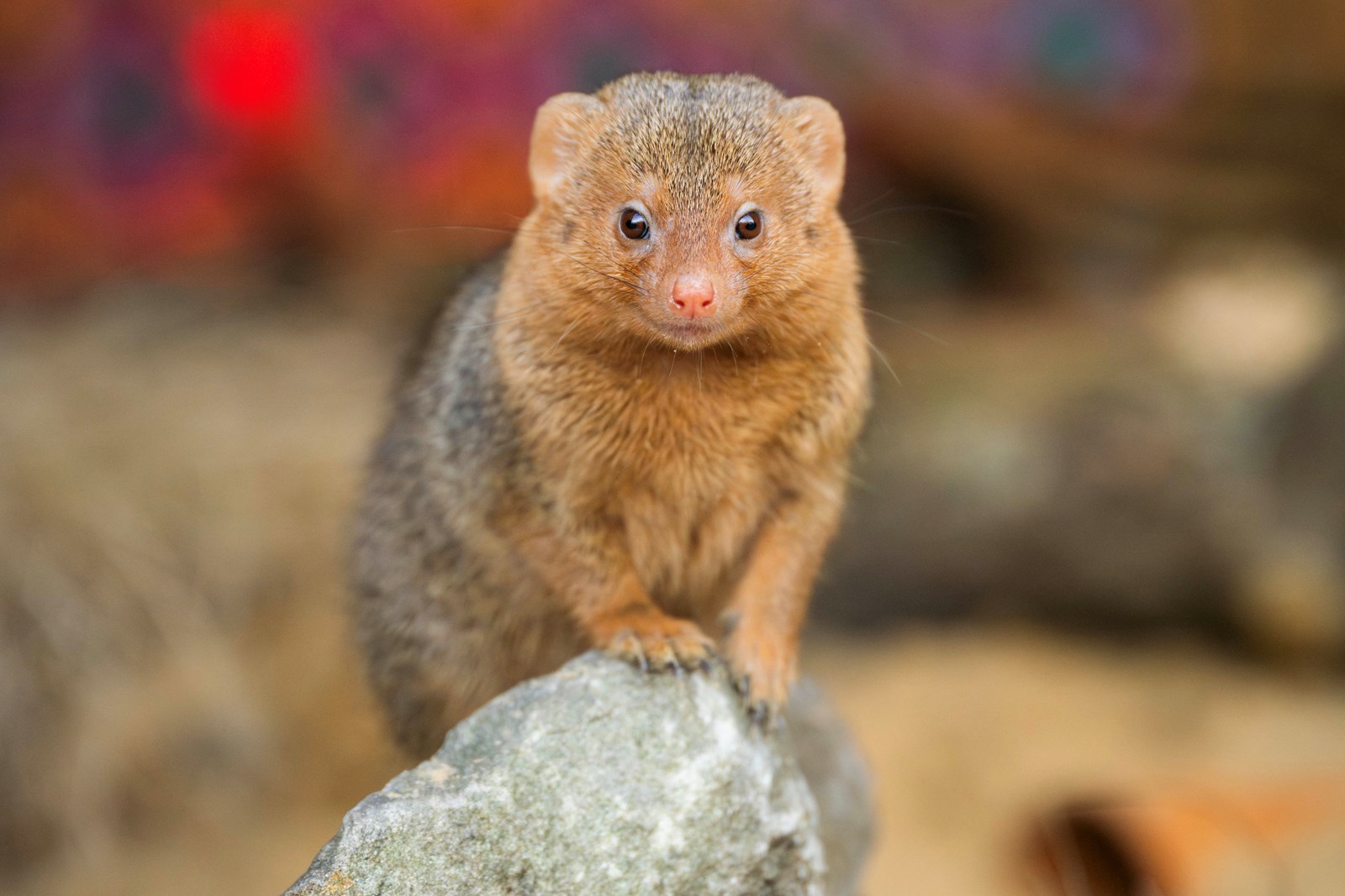 09a98555-a8dd-4364-8af6-d6f45eba493d-cDSC_5859-Enhanced-NR copy.jpg