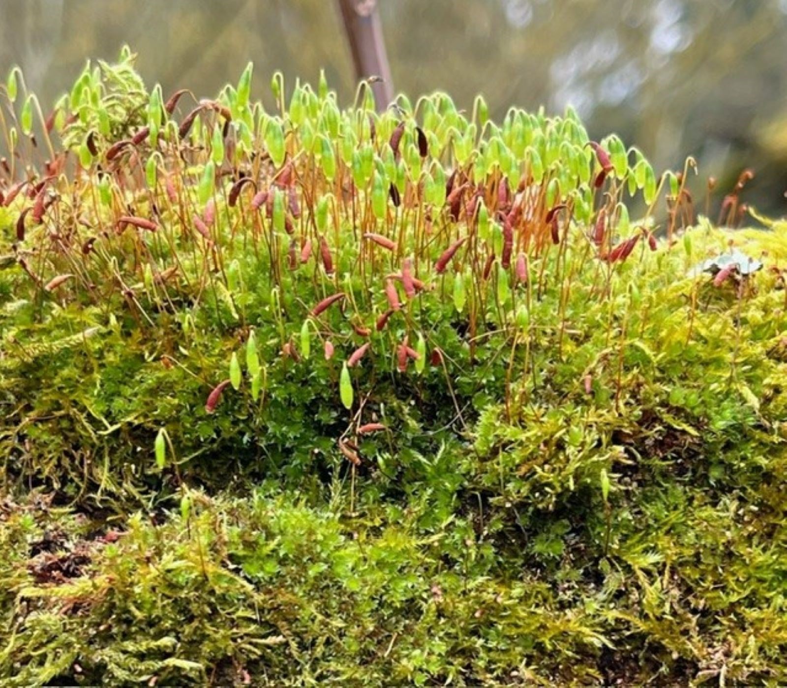 397ed1bd-4271-48f0-94e3-3ae91a88272e-moss1.jpg