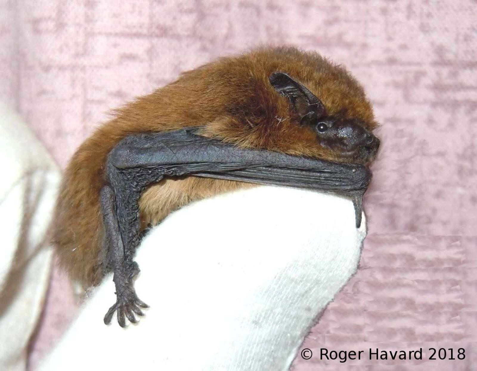 11c019dc-b23d-4586-9283-53d6db3817d5-Common pipistrelle bat +(C).jpg