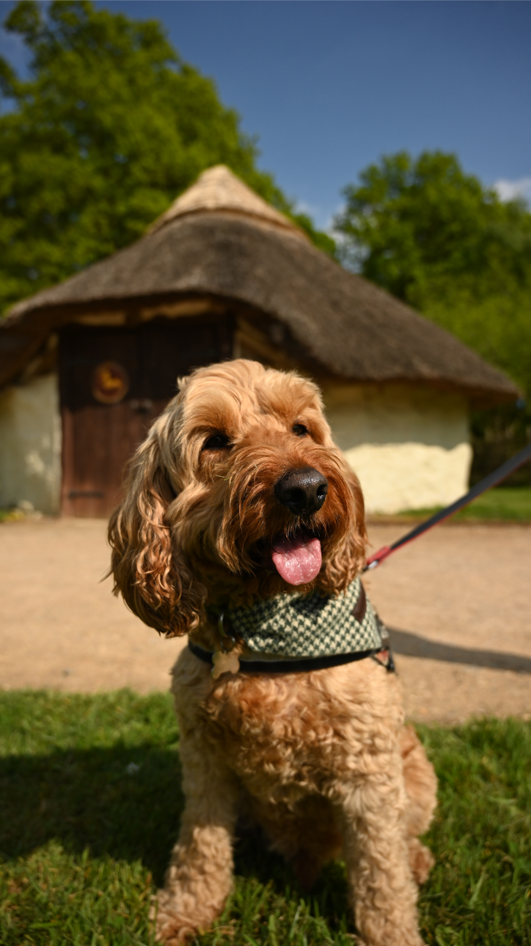 Dog Fudge 20250429 3