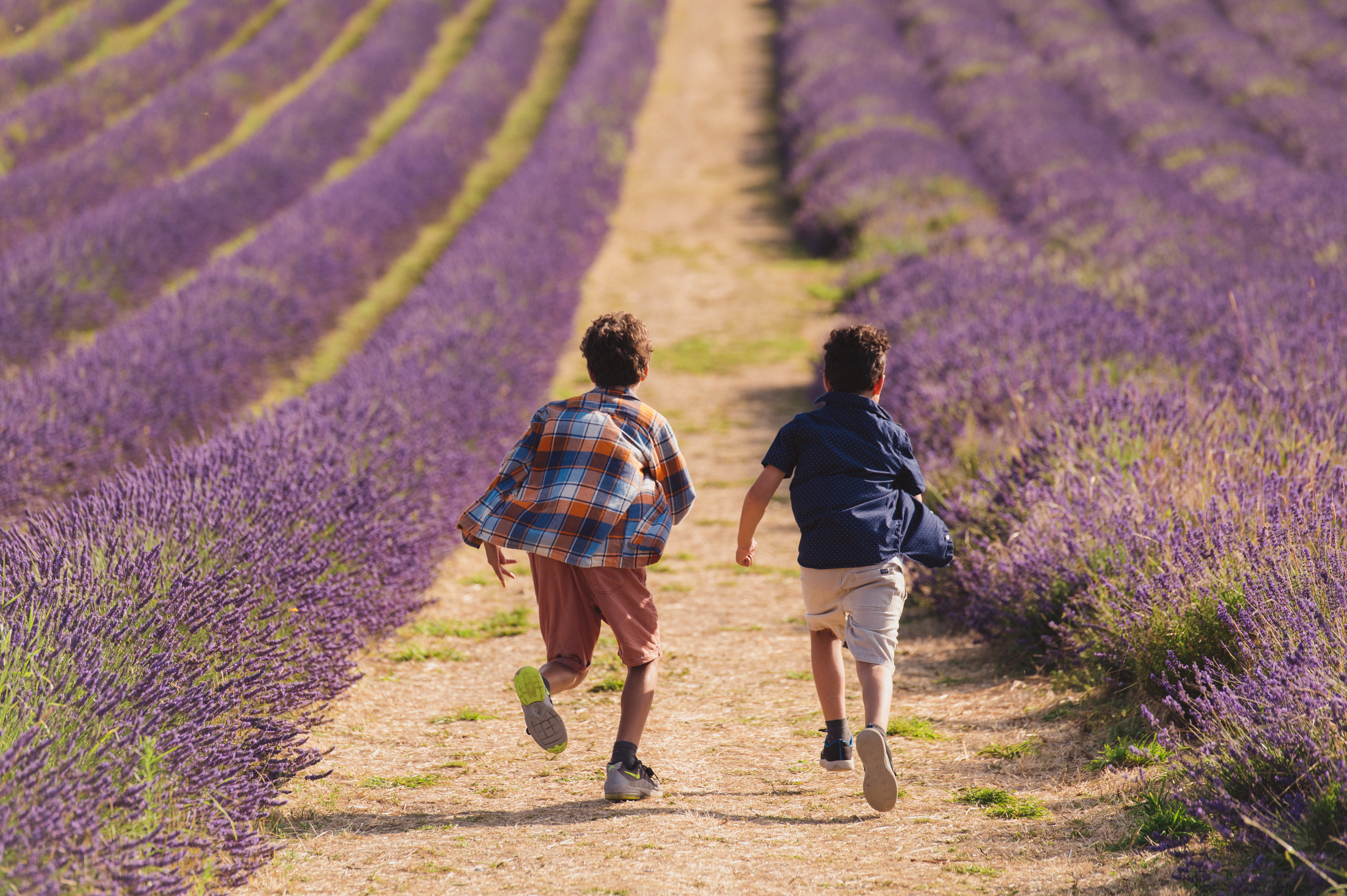 Visit Herts Hitchin Lavender Antionette Attila Levente Arion 88