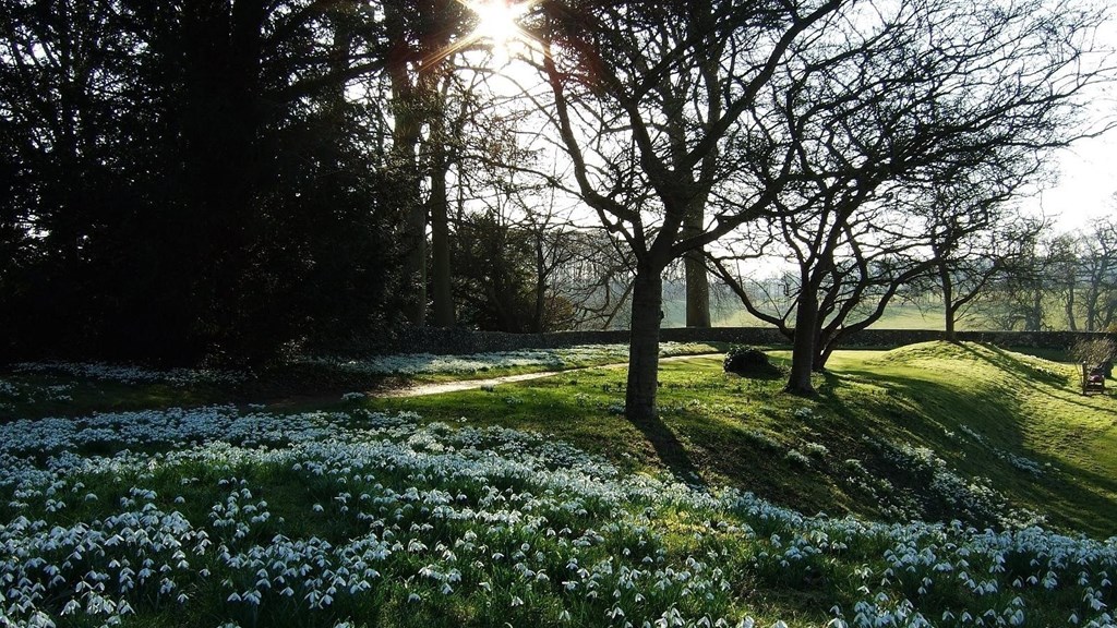 Benington Snowdrops 2.jpg