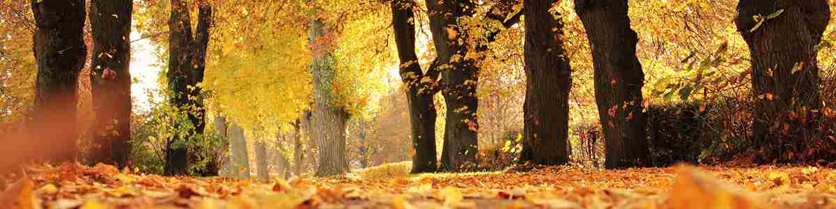 alley-autumn-autumn-colours-235721.jpg