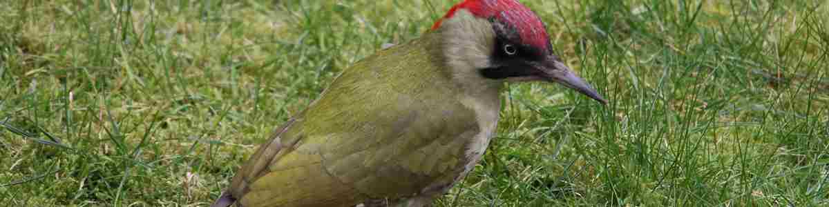 Green Woodpecker for Croxley Common Moor.JPG