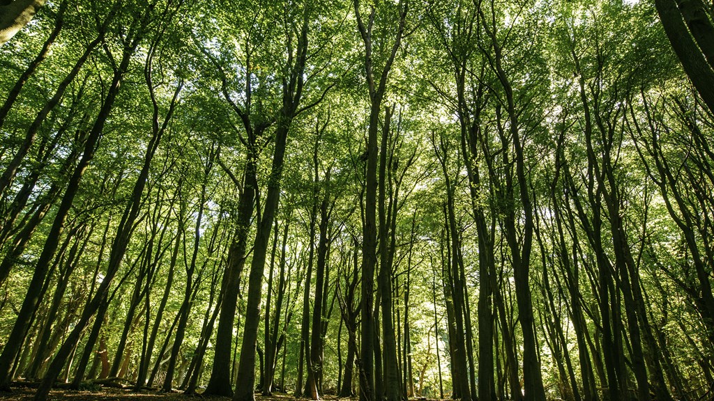 Banner - Ashridge.jpg