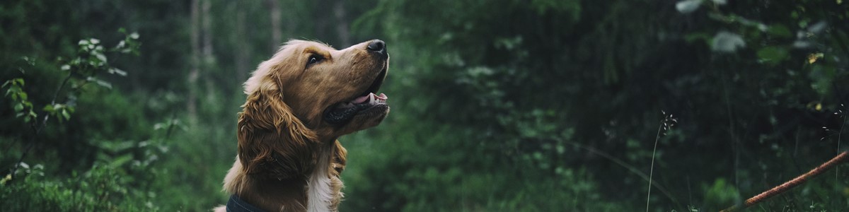 Dog Banner left.jpg