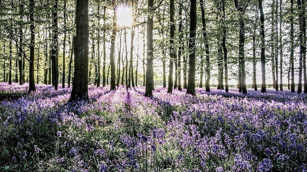 Bluebells credit grahamcustance ().jpg