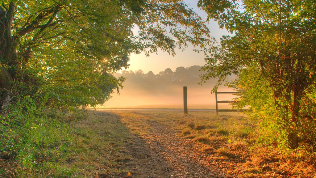 11 Misty Morning Monks Wood Looking Across Fairlands Valley.jpg