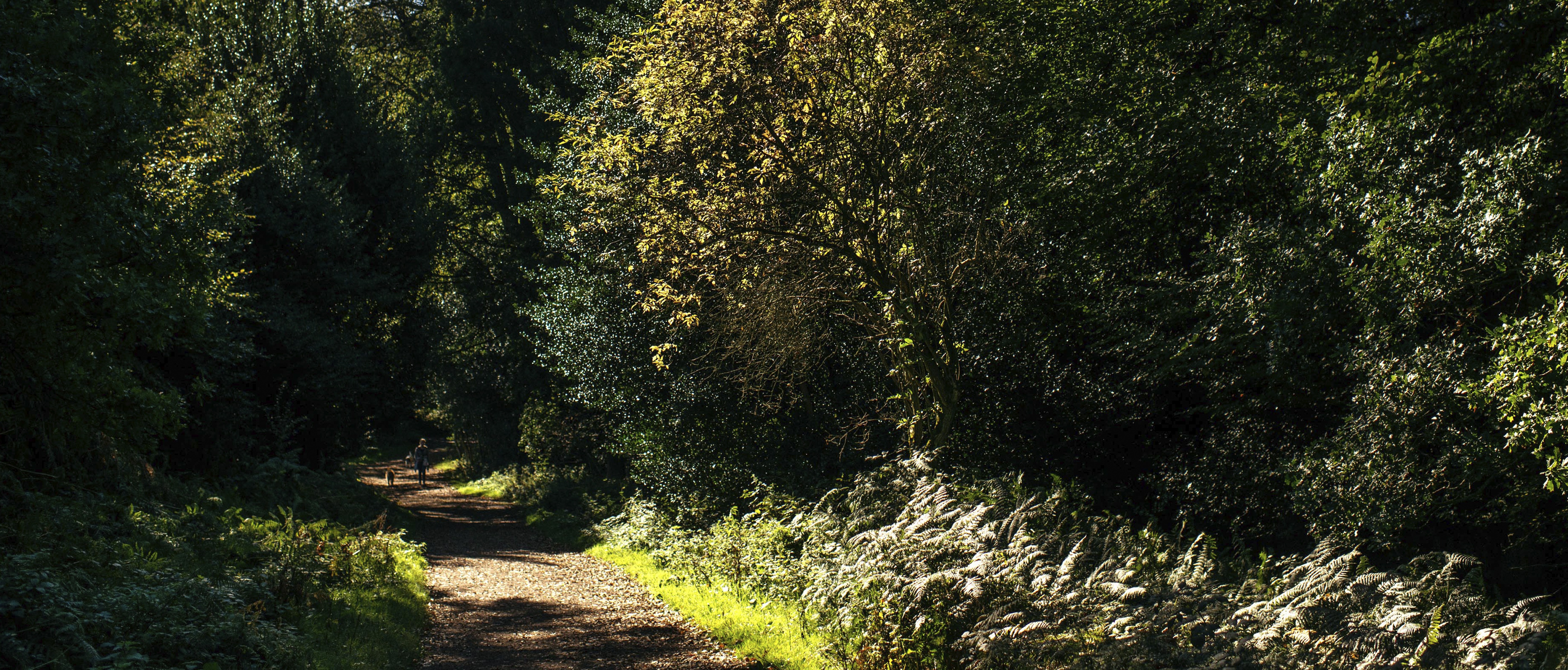 Banner - Ashridge.jpg (2)