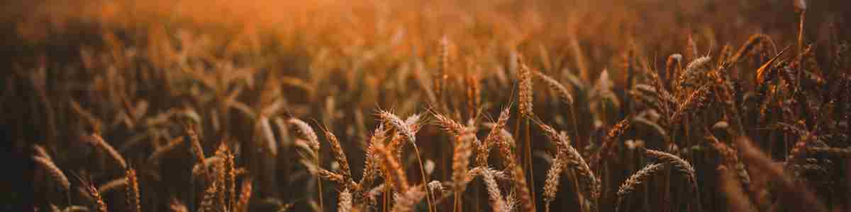 Field Grain Harvest 5980