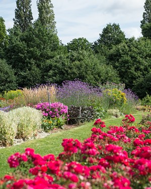 Rose Flower Garden