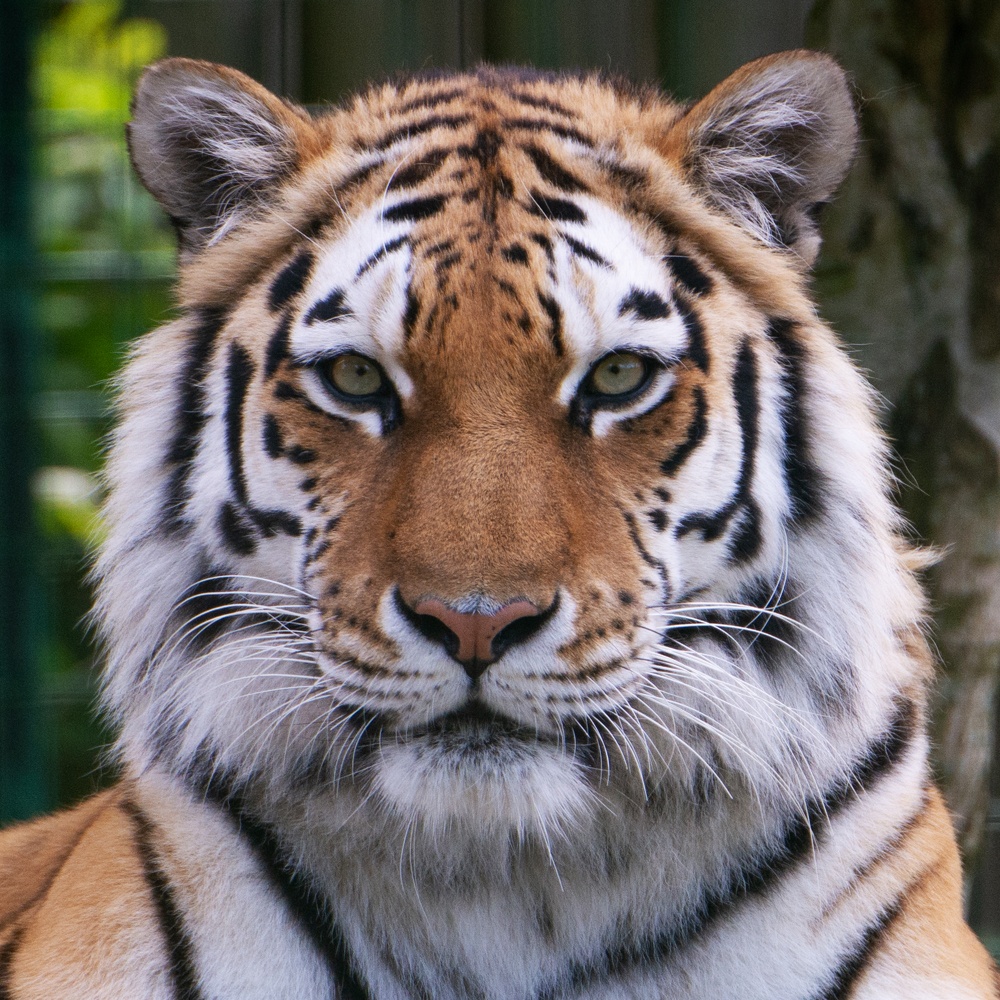 Paradise 1000X1000 (1)