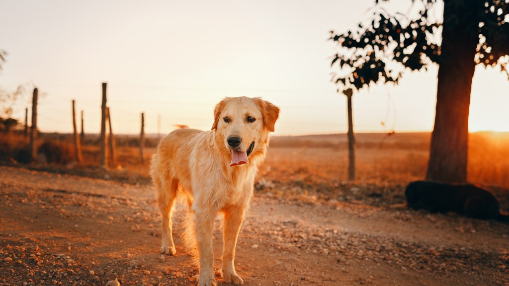 Photo Of Golden Retriever 1959055 (1)