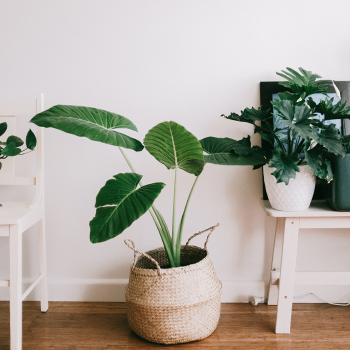 Indoor Plant 700X700