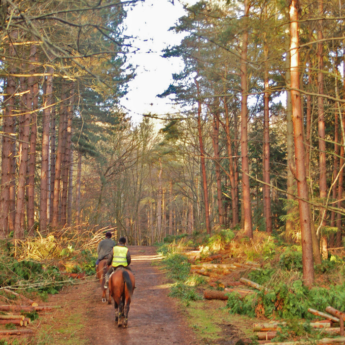 Hertfordshire Woodland 700X700