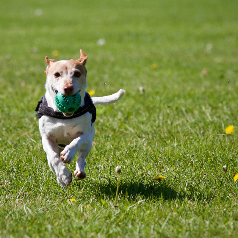 Knebworth House Dogfest
