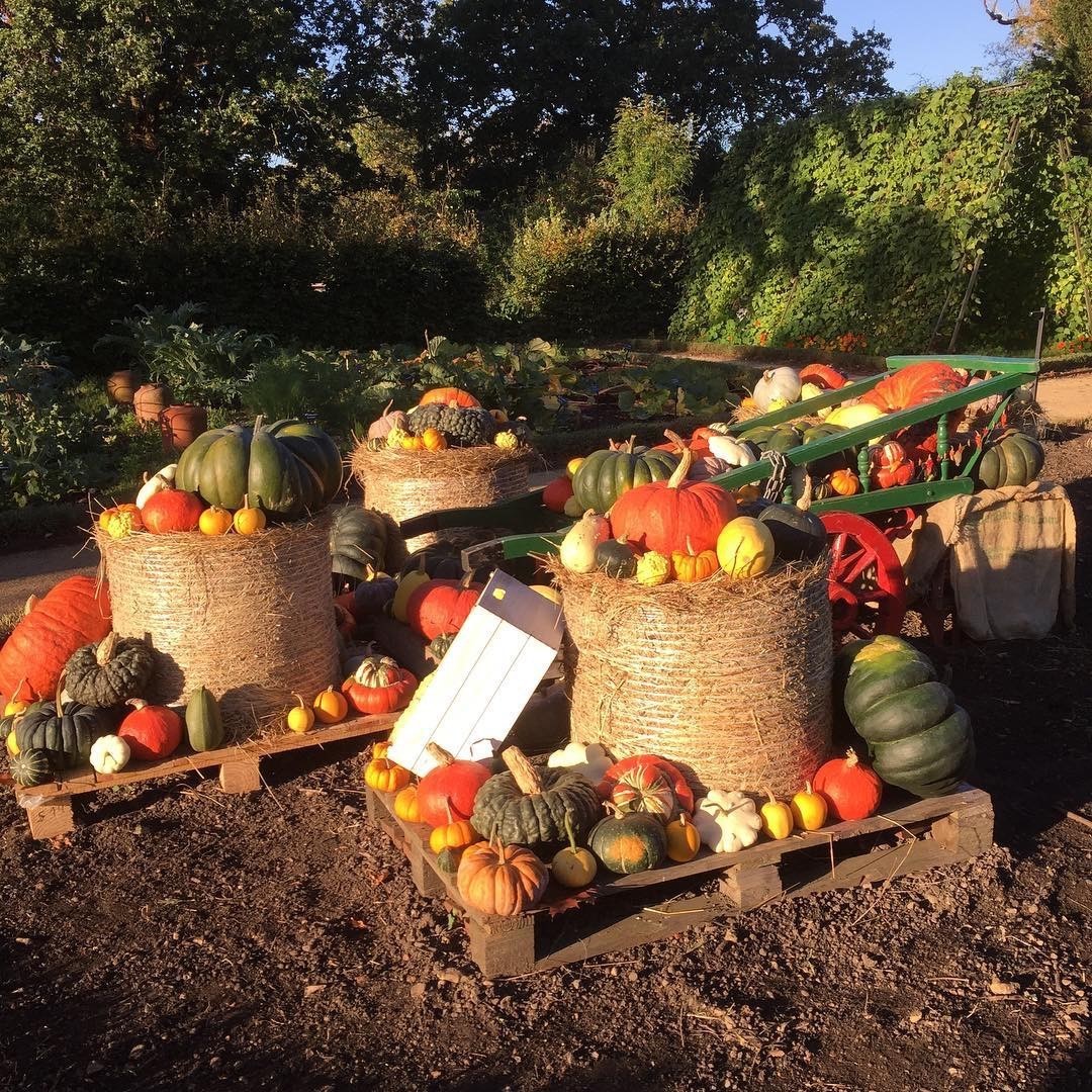 20693362-8678-454a-ba1d-c31e18f01e6e-Kicthen-garden-pumpkins-cart1.jpg