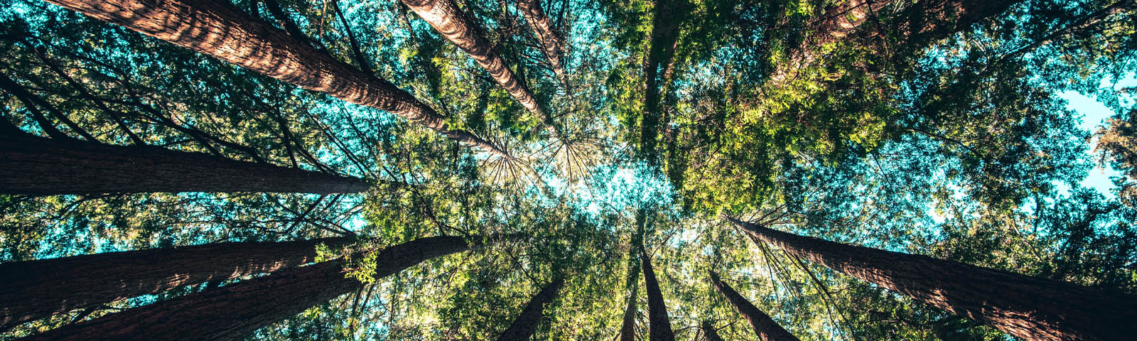 Sustainable Break Banner