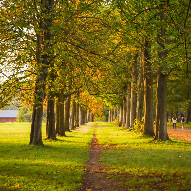 Cassiobury Park 800X800
