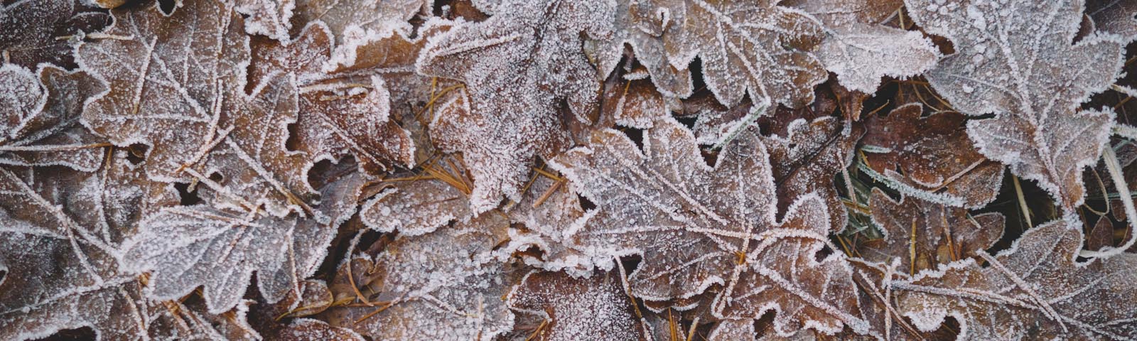 Winter Breaks Banner