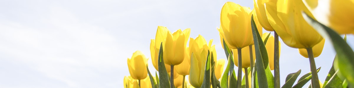 Pexels Pixabay 159406