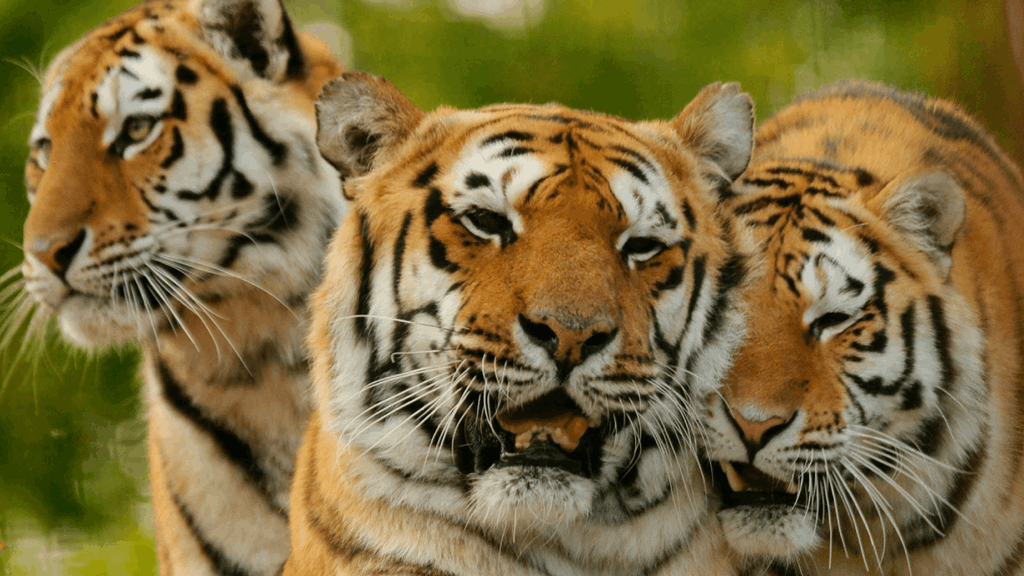 Paradise Wildlife Banner Image.png