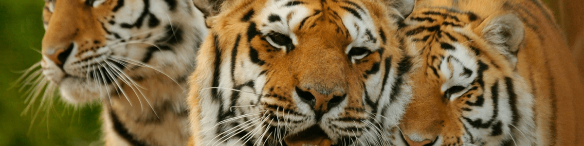 Paradise Wildlife Banner Image.png
