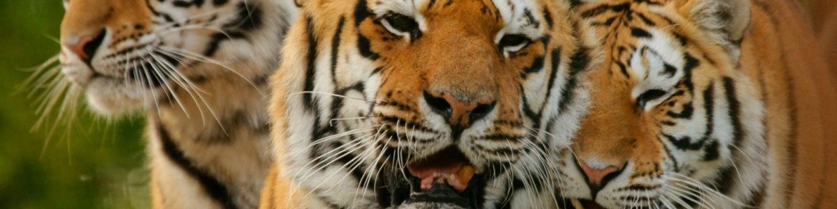 Amur-tiger-with-logo-1.jpg