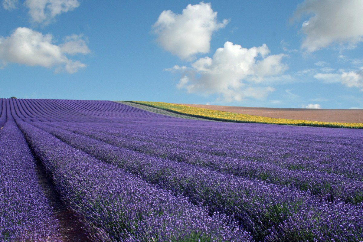 Hitchin-Lavender-5.jpg