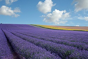 Hitchin Lavendar