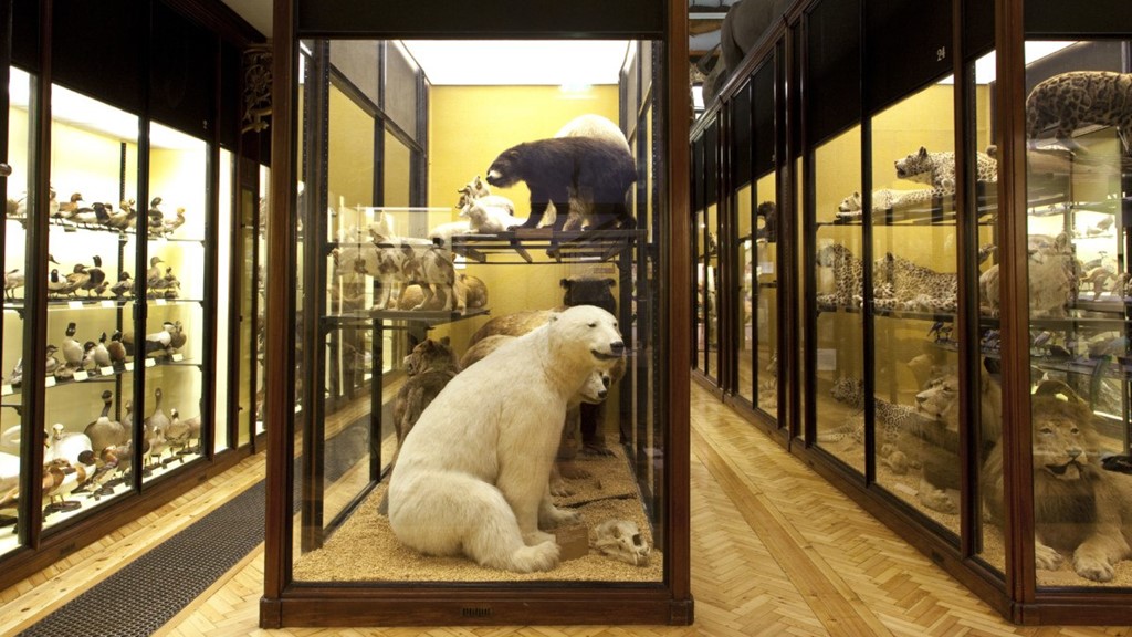 Natural History Museum Tring - Visit Herts Natural History Museum Tring - Visit Herts