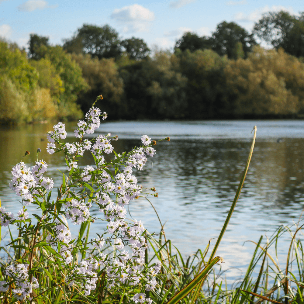 Rickmansworth Aquadrome 1000X1000