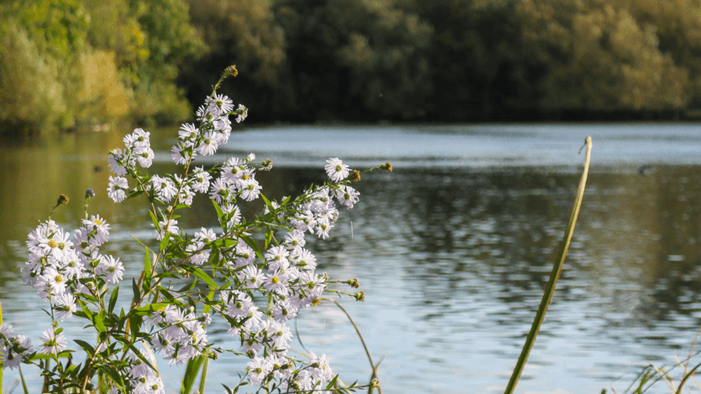 Rickmansworth Aquadrome 1000X1000