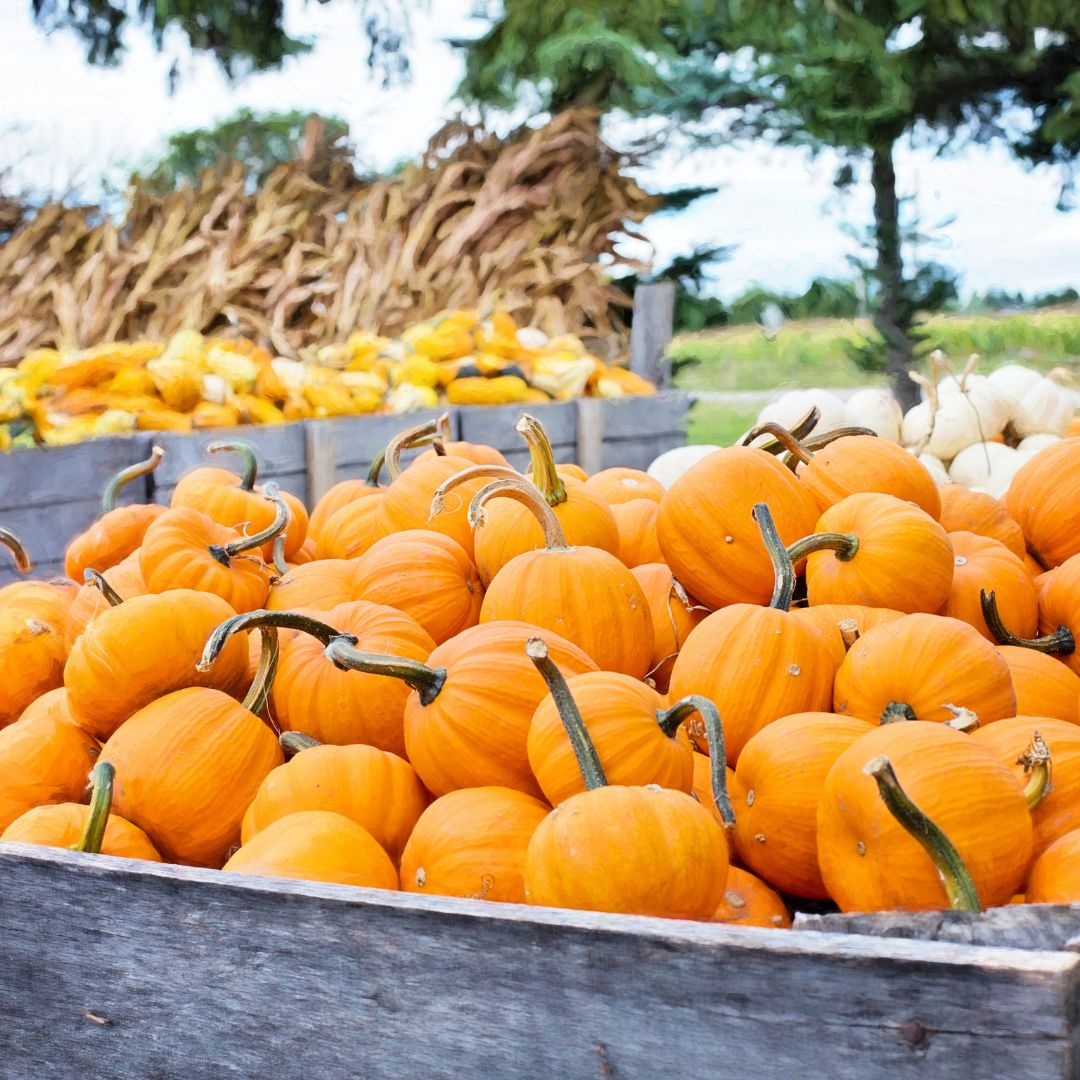 Pexels Pumpkins