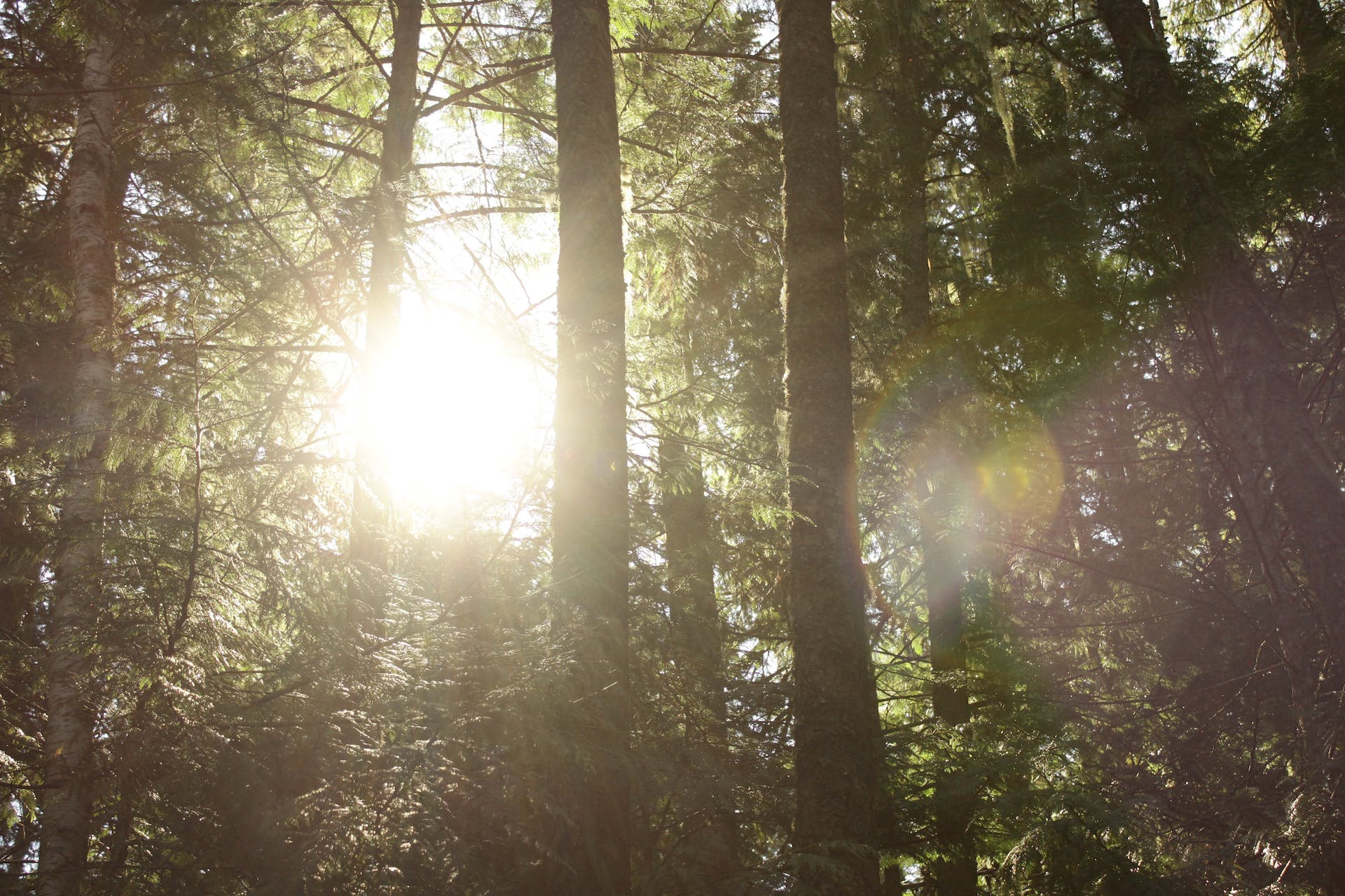 Pexels David Gomez 13892674