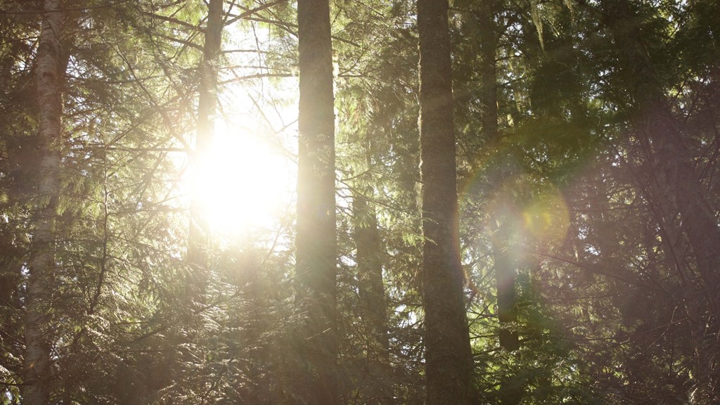 Pexels David Gomez 13892674